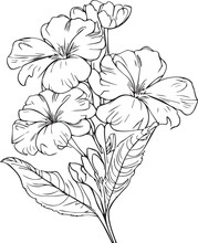 Easy Yellow Primrose Drawing, Beautiful Oenothera Tetrap Drawing With Leaves Line Art, Plant Branch Vector Botanical Illustration Coloring Books And Page For Children And Adults, Primrose Vector Art.