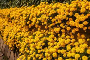 Wall Mural - Wall of bright yellow flowers background.