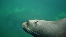The Sea Lion Swims Under The Water And Reflected In The Waves. Slow Motion