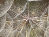 Fototapeta Fototapeta z dmuchawcami na ścianę - nasiona big dmuchawca dandelion duży