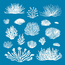 Set Of Monochrome Vector Silhouettes Of Seaweed Of Different Shapes, Highlighted On A Blue Background Underwater Flora, Marine Plants. Linear Clipart. Vintage Marine Plants