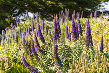 Canvas Print - Close-up of Echium Candicans (Pride of Madeira) 