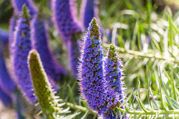 Wall Mural - Close-up of Echium Candicans (Pride of Madeira) 