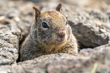 Wall Mural - California Ground Squirrel (Spermophilus beecheyi) looks out of its burrow.