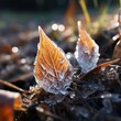 A macro look at a patch of frost on a leaf in the early morning light, each delicate crystal reflecting a world caught in winterâ€™s grasp.