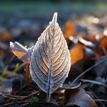 A Macro Look At A Patch Of Frost On A Leaf In The Early Morning Light, Each Delicate Crystal Reflecting A World Caught In Winterâ€™s Grasp.