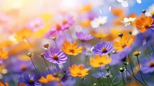 Beautiful Field Of Colorful Cosmos Flower In A Meadow In Nature In The Rays Of Sunlight In Summer In The Spring Close-up Of A Macro. A Picturesque Colorful Artistic Image With A Soft Focus,