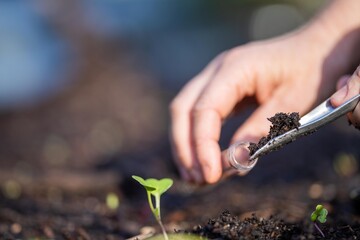 Wall Mural - taking a soil sample for a soil test in a field. Testing carbon sequestration and plant health