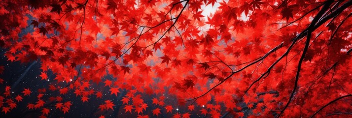 sky above the autumn maple leaves forest background