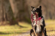 A black tri Australian Shepherd  dog is holding a leash in the mouth and waiting for a walk in the season autumn