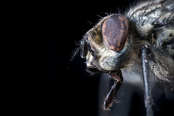 Wall Mural - close up of a fly