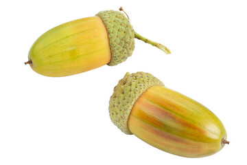 Wall Mural - Green acorn isolated on a white background. Full depth of field.