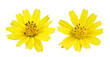 yellow flower isolated PNG file
