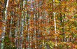 the leaves of the trees in the forest with the colors of autumn