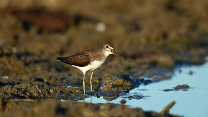 Wall Mural - Green sandpiper (Tringa ochropus) in its natural environment