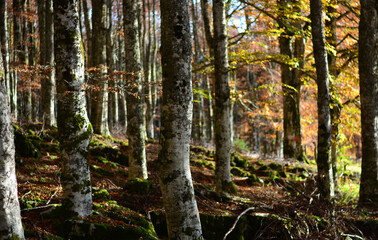 Wall Mural - the autumn forest with sunset sunlight