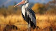A Marabou Stork (Leptoptilos crumenifer) standing in the savannah of Tanzania's Serengeti National Park, its large bill, bald head, and hunched posture a fascinating sight.