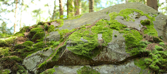 Poster - A large gray rock covered in bright green moss with a rough texture in a forest setting