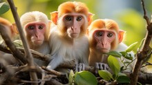 A Group Of Proboscis Monkeys (Nasalis Larvatus) Feeding In The Mangroves Of Borneo, Their Large Noses And Potbellies A Comical Sight Amongst The Foliage.