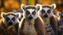 A Group Of Ring-tailed Lemurs (Lemur Catta) Sunbathing In The Forests Of Madagascar's Isalo National Park, Their Striped Tails And Orange Eyes A Striking Image.