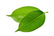 green leaf isolated , png file