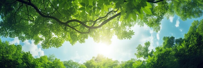 Wall Mural - Sun shining through the trees banner and wallpaper background. Generative AI