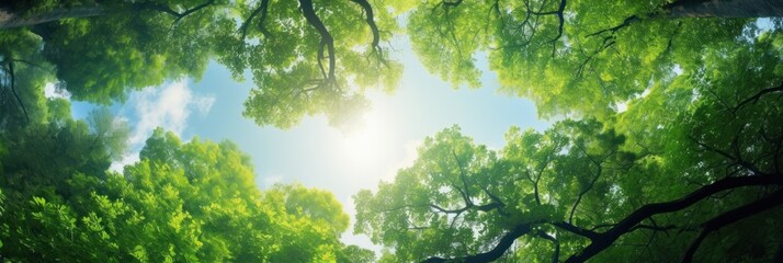 Wall Mural - Sun shining through the trees banner and wallpaper background. Generative AI