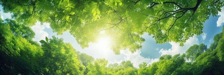 Wall Mural - Sun shining through the trees banner and wallpaper background. Generative AI