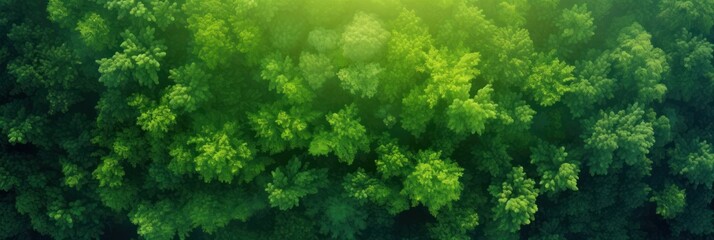 Wall Mural - Sun shining through the trees banner and wallpaper background. Generative AI