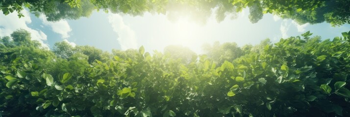 Wall Mural - Sun shining through the trees banner and wallpaper background. Generative AI