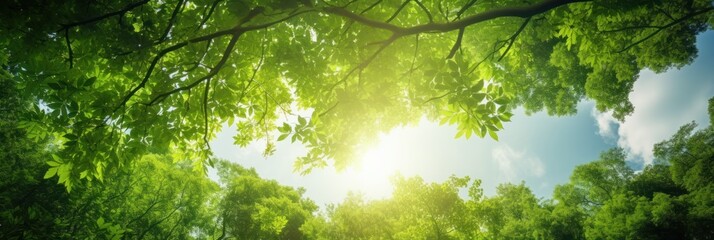 Wall Mural - Sun shining through the trees banner and wallpaper background. Generative AI