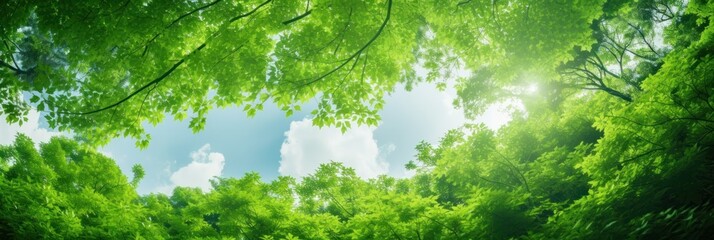 Wall Mural - Sun shining through the trees banner and wallpaper background. Generative AI