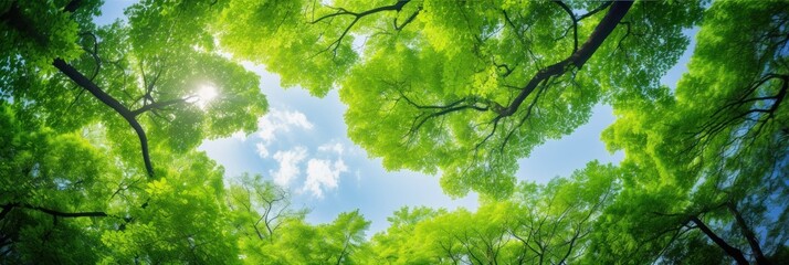 Wall Mural - Sun shining through the trees banner and wallpaper background
