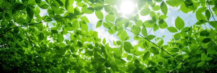 Wall Mural - Sun shining through the trees banner and wallpaper background. Generative AI