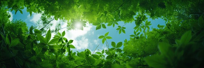 Wall Mural - Sun shining through the trees banner and wallpaper background. Generative AI