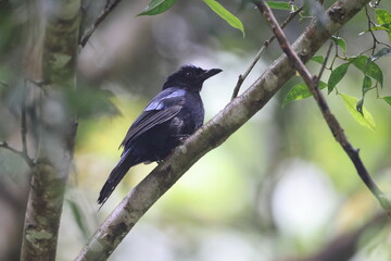 Poster - The Philippine fairy-bluebird (Irena cyanogastra) is a species of bird in the family Irenidae. It is endemic to the Philippines.