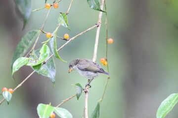 Poster - The bicolored flowerpecker (Dicaeum bicolor) is a species of bird in the family Dicaeidae. It is endemic to the Philippines.