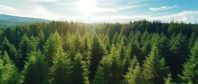 Aerial Top View Of Green Trees In Forest. Pine Forest Of Lush Trees. Generative AI