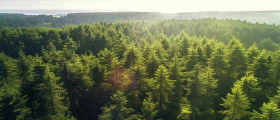 Wall Mural - Aerial top view of green trees in forest. Pine forest of lush trees. Generative AI