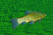 Big Tench Fish ( Tinca tinca ) swimming in water with blurred green plants background.