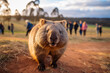 Cute curious wild wombat with blurry people in background