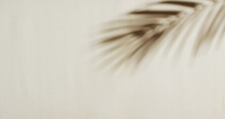 Wall Mural - animation of shadow of palm tree leaf moving with copy space over white background