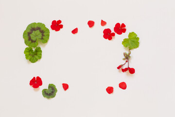 Wall Mural - frame of red geranium on white background