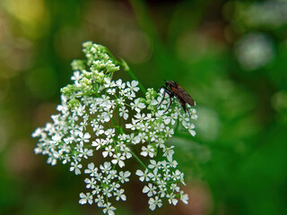 A small bug on a white flower