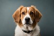 © Alena Yakusheva - cute close up portrait of a dog looking to the camera on neutral background created with generative ai technology