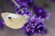 Schmetterling auf einer Lavendelblüte