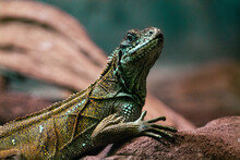 Close Up Of A Green Iguana Sitting On A Rock In A Zoo