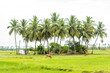Beautiful scenery of coconut trees with cows in a grass field. A stunning view of a paddy field with cows and array of coconut trees.  A scenic view of beautiful landscape of a village near Uthramerur