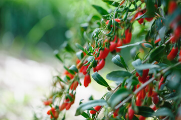 Wall Mural - Goji berry fruits and plants in sunshine garden