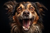 Fototapeta  - Happy dog with an open mouth.